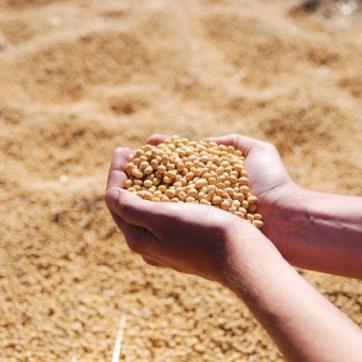 Na safra 2022/23, Mato Grosso supera Argentina e se torna terceiro maior produtor de soja do mundo