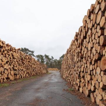 Indústrias de base florestal terão selo de certificação da ABNT