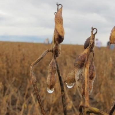 Pequenos produtores perdem até 50% da produção de soja por conta da chuva no Médio-Norte