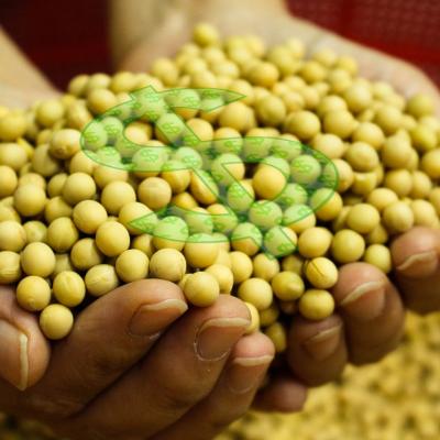 Brasil registra ritmo recorde de comercialização adiantada da soja