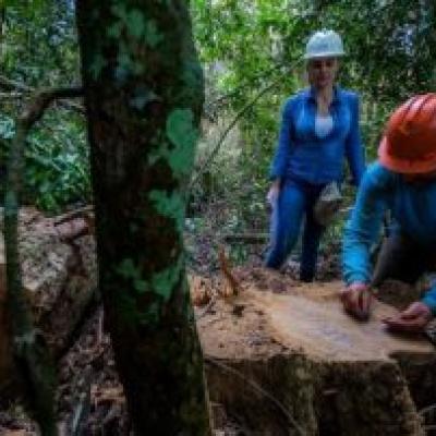 Produtores florestais brigam pelo direito de trabalhar legalmente