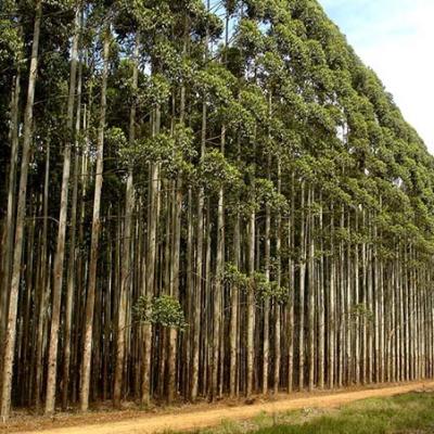 Câmara aprova projeto que retira silvicultura de lista de atividades poluidoras e desobriga licenciamento ambiental